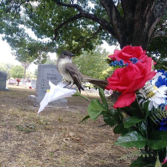 Meet your Posher, Rita - Picture 1 of 1